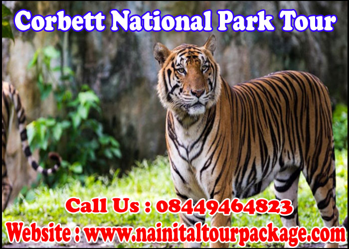 Corbett National Park Tour Guide