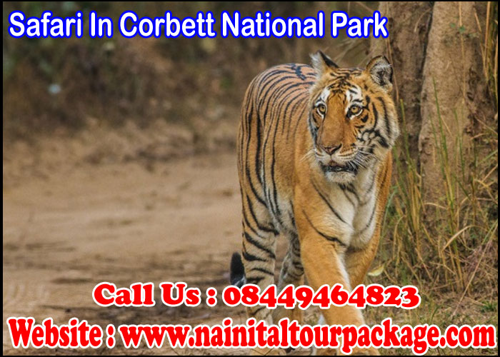 Safari In Corbett National Park